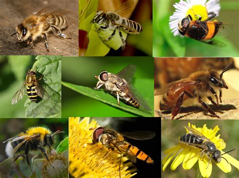 有蜜蜂|如何区分黄蜂、蜜蜂、马蜂、胡蜂……各种蜂？